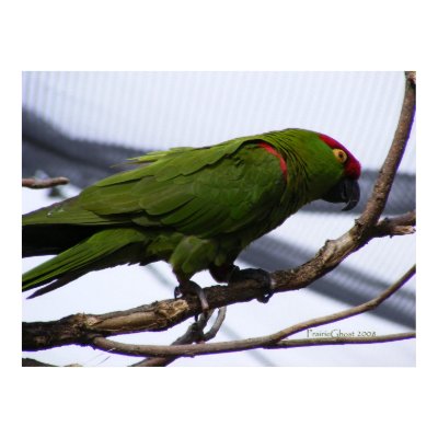 Cherry-Headed Conure 2 Poster by PrairiePrints