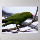 Cherry-Headed Conure 2 Poster