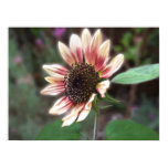 Cherry Rose Sunflower Photo Print posters