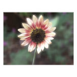 Cherry Rose Sunflower Print photography