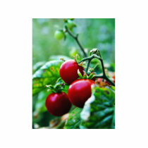 Cherry Tomatoes photo sculptures
