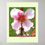Cherry Tree Blossoms Poster by gretchen