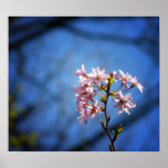 Cherry Tree Branch With Blossoms, Medium Posters