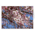 Cherry Tree cards