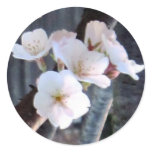 Cherry Tree Flower Round Sticker