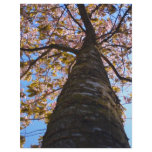 Cherry Tree Letterhead