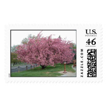 Cherry Tree Postage
