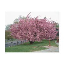 Cherry Tree postcard