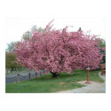 Cherry Tree posters