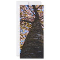 Cherry Tree rack cards