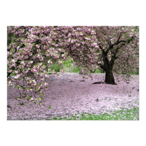 Cherry Trees Blossoms Spring in Central Park Custom Announcement