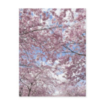 Cherry trees in blossom postcards