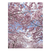 Cherry trees in blossom postcards