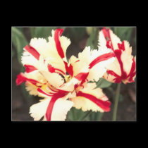 Cherry vanilla! Postcard