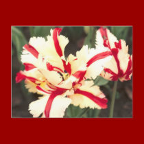 Cherry vanilla! Postcard by zazzitup Cherry vanilla! Postcard