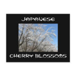 cherryblossom2, Cherry Blossoms, Japanese Postcards