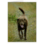 Chesapeake Bay Retriever, Dutch Harbor, AK Cards