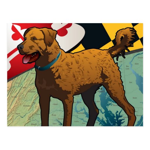 Chesapeake Bay Retriever of Maryland, "Chessie" Post Card