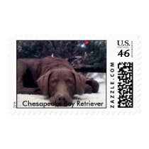Chesapeake Bay Retriever postage