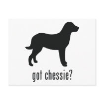 Chesapeake Bay Retriever Postcard