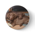 Chesapeake Bay Retrievers buttons