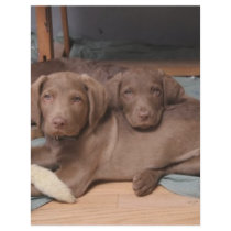 Chesapeake Bay Retrievers Full Color Flyer