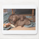 Chesapeake Bay Retrievers mousepads