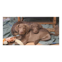 Chesapeake Bay Retrievers Photo Card
