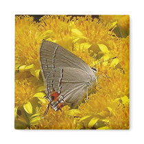 Chesapeake Gardens Products Magnet