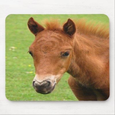 Baby Foal Horse