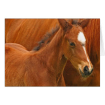 Chesnut Foal Greeting Card