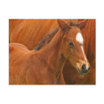 Chesnut Foal Postcard