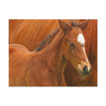 Chesnut Foal postcards