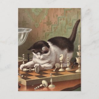 Chess Cat postcard postcard