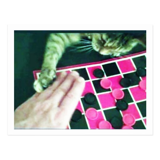 Chess Kitty Jokeapptv cat postcard