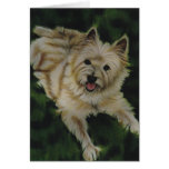 "Chester" Greeting Cards
