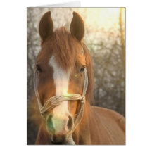 Chestnut Arab Horse Greeting Card