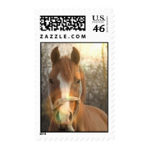 Chestnut Arab Horse Postage Stamp