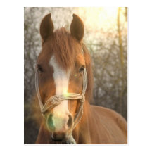 Chestnut Arab Horse Postcard
