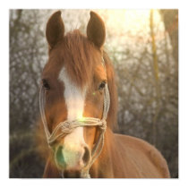 Chestnut Arab Horse Poster Print posters