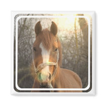 Chestnut Arab Horse Square Magnet