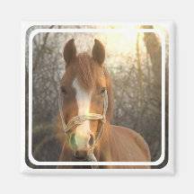Chestnut Arab Horse Square Magnet