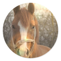 Chestnut Arab Horse Stickers