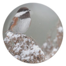Chestnut Backed Chickadee in the Snow Dinner Plate