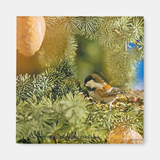 Chestnut-backed Chickadee Magnet