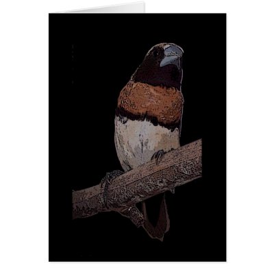 Chestnut breasted mannikin card by Lisachromis