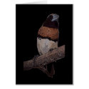 Chestnut breasted mannikin card by Lisachromis Chestnut breasted mannikin card
