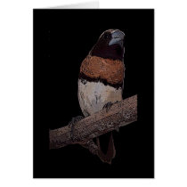 Chestnut breasted mannikin card