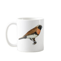 Chestnut-breasted Mannikin - Lonchura castaneot... mugs