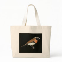 Chestnut-breasted Mannikin - Lonchura castaneothor bags